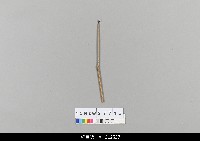 藏品(中國湖北皮影戲相關物件-操縱桿)的圖片